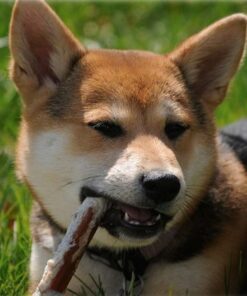 Open_Range_Dog chew