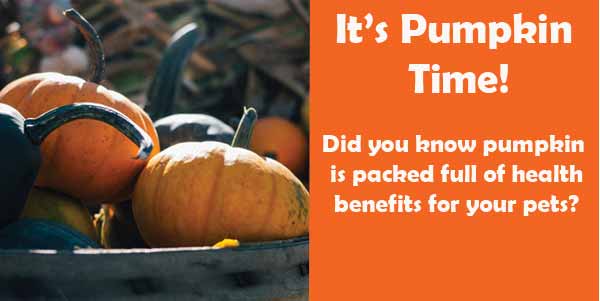pumpkin-time