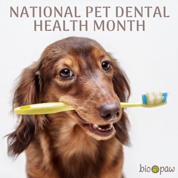 dental-month-banner