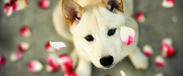 Dog Love