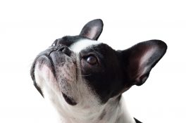 dog-4465690_1920