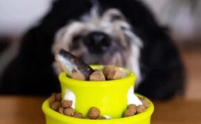 Messy Mutts Puzzle & Play Mushroom Treat Toy by Totally Pooched.