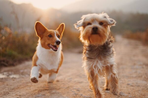 Make some dogs happy!