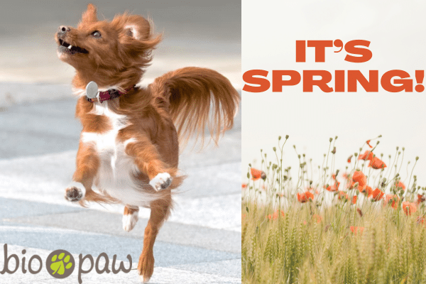 SPRING