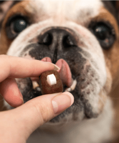 Pill Partners Treats