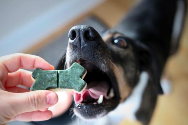 Frozen treats made with Messy Mutts treat mold